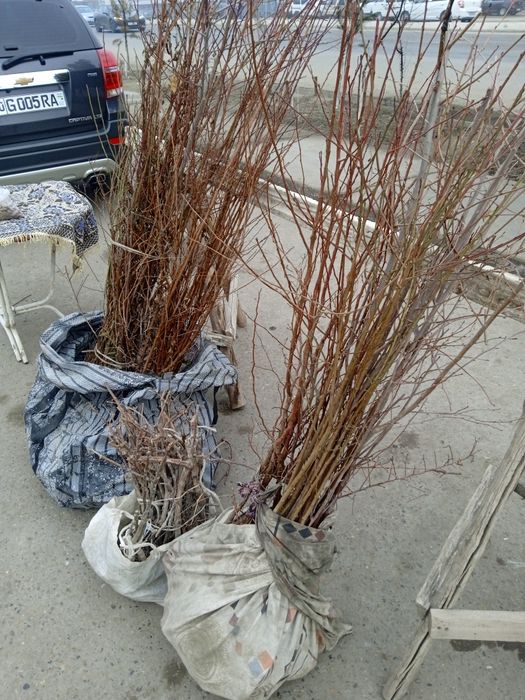 Ko'chatlar sotiladi.