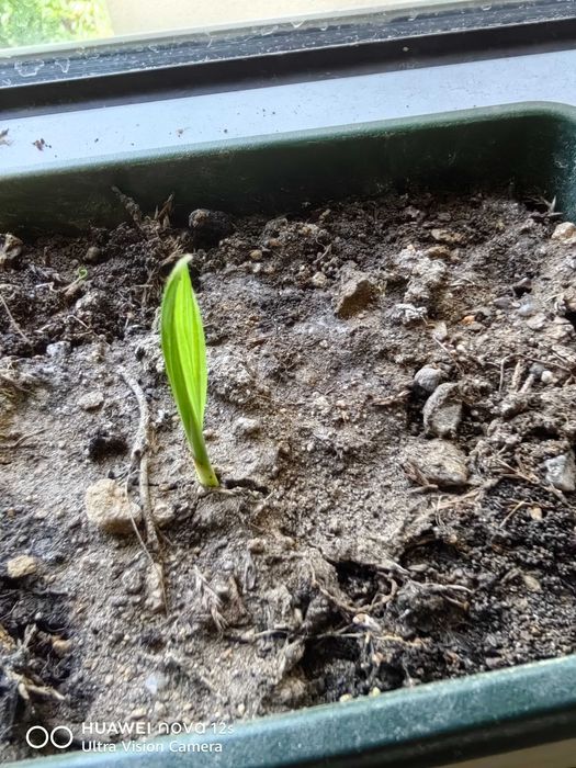 Бебе Палми-Трахикарпу