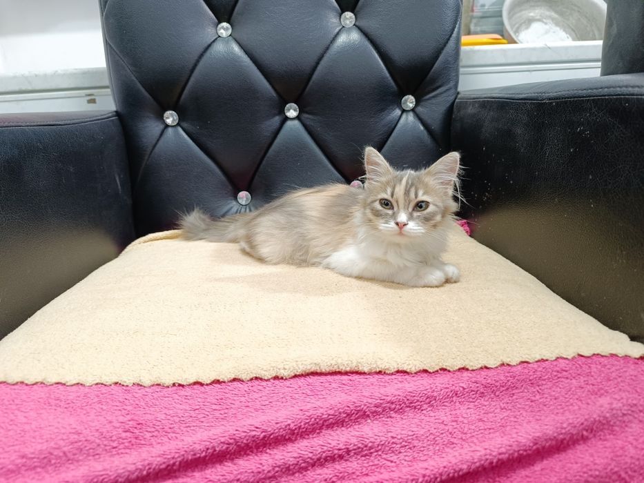 Котята для души))