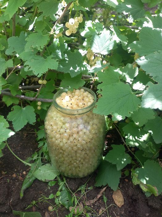 Продам чёрную и белую смородину