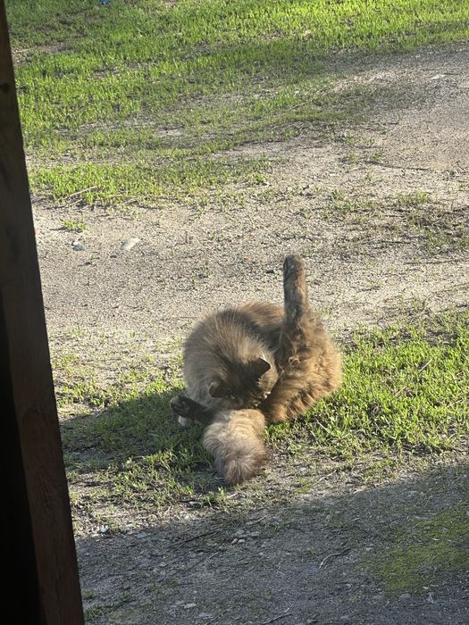 Сочный мощный кошка с характером