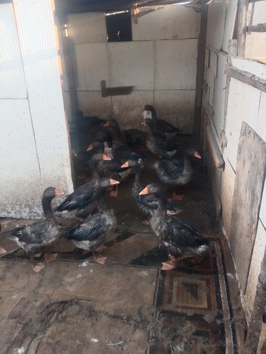 Продам гуси молодые 4 х месячные