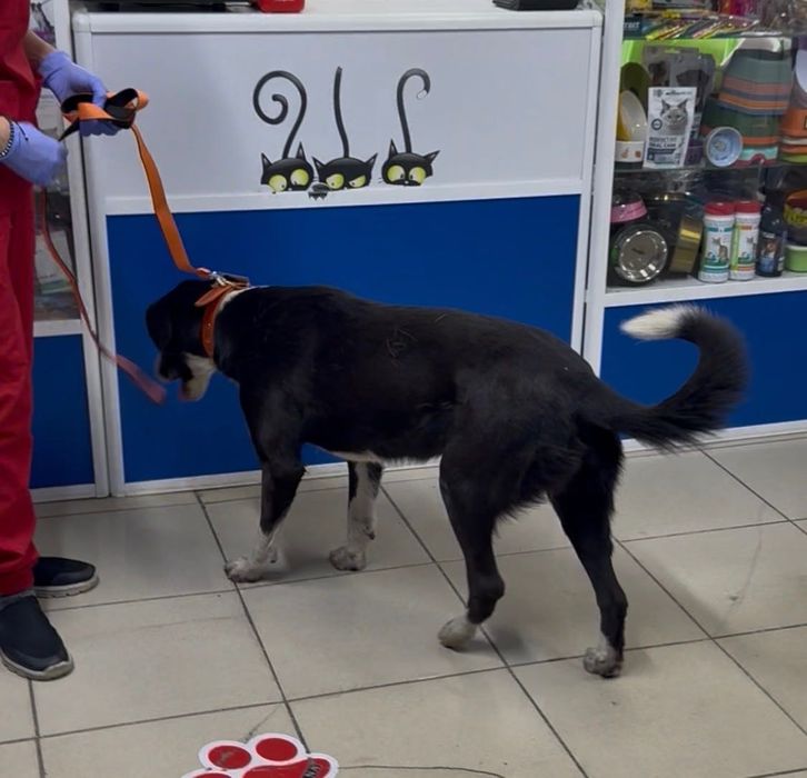 Умная собачка добрым людям