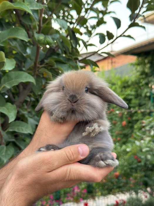 Quyon Кролик Декоративные Кролики карлик баран