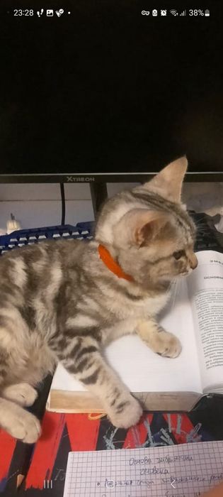 Пропала кошка,район Казыбек би