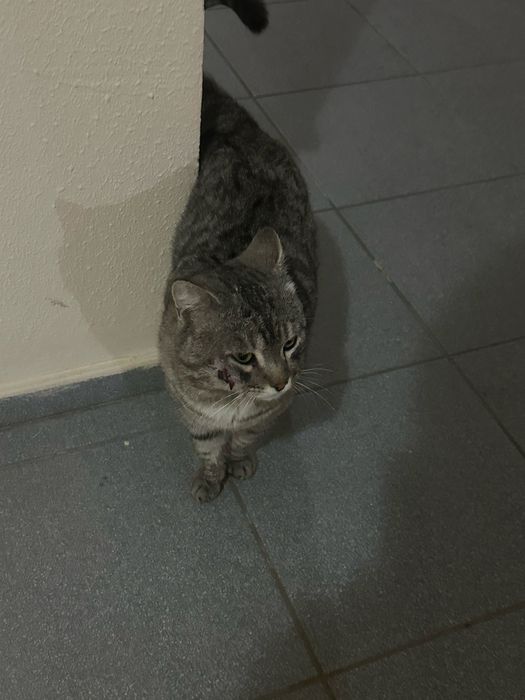 Кот в добрые руки