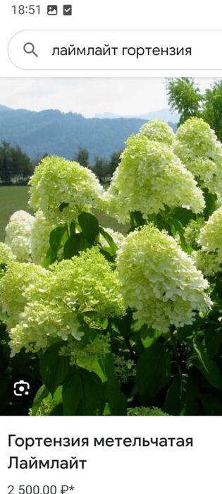 Продам детки гортензии