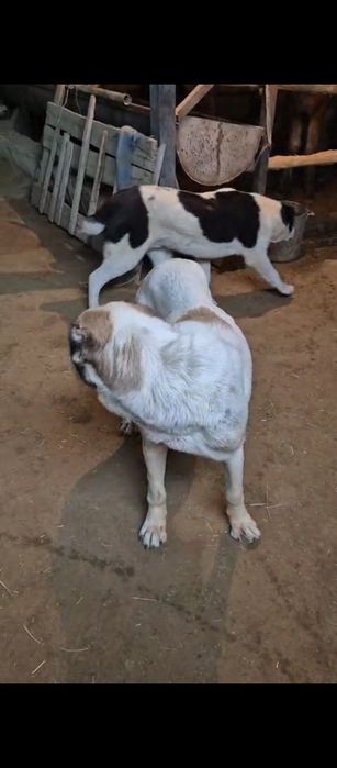 Алабай сатылады ұрғашы еркек