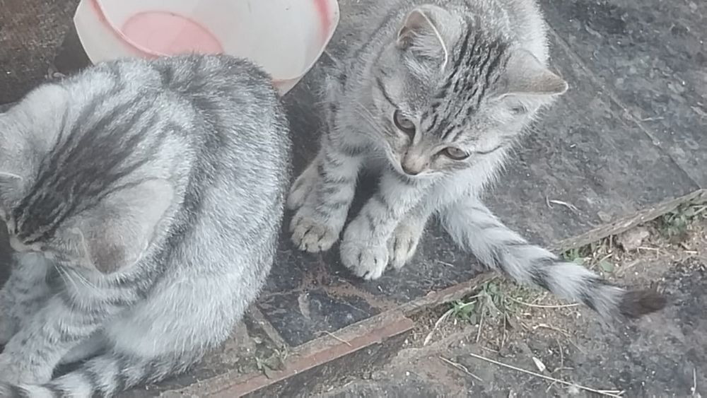 Отдадим котят в хорошие руки