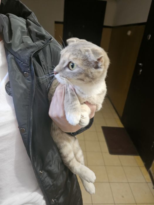 Кошку отдам в добрые руки