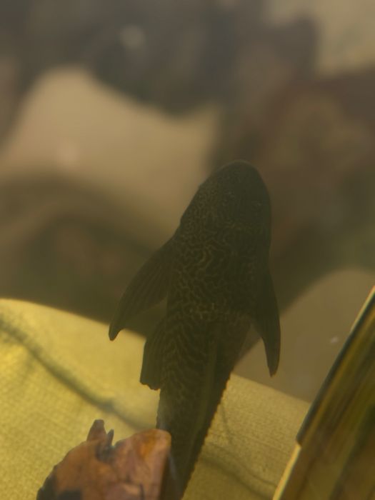 Акулий рыба и другие