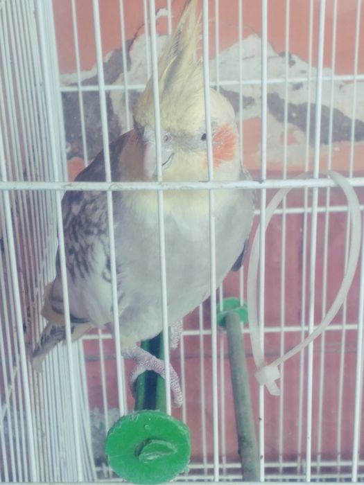 Перчли куш аёл. Кимга эркак булса олса булади