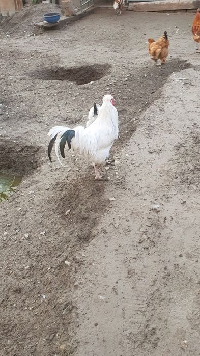 Хурозлар сотилади