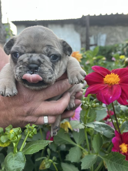 Щенки французского бульдога