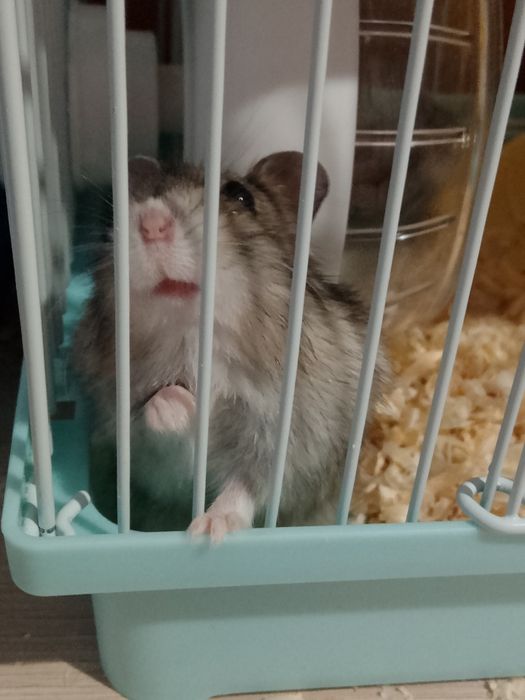 Продам хомяков булаево