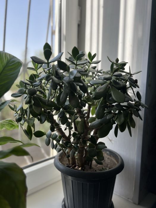 Денежное дерево  (толстянка, Crassula ovata)