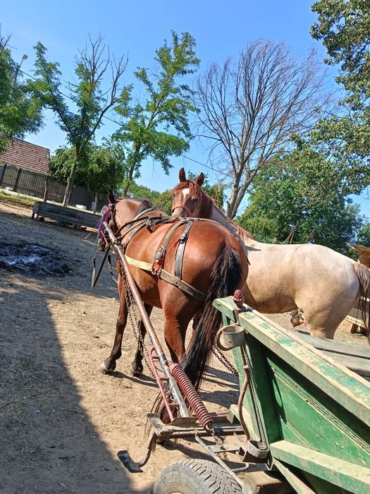 Vând iapă garantată la căruță