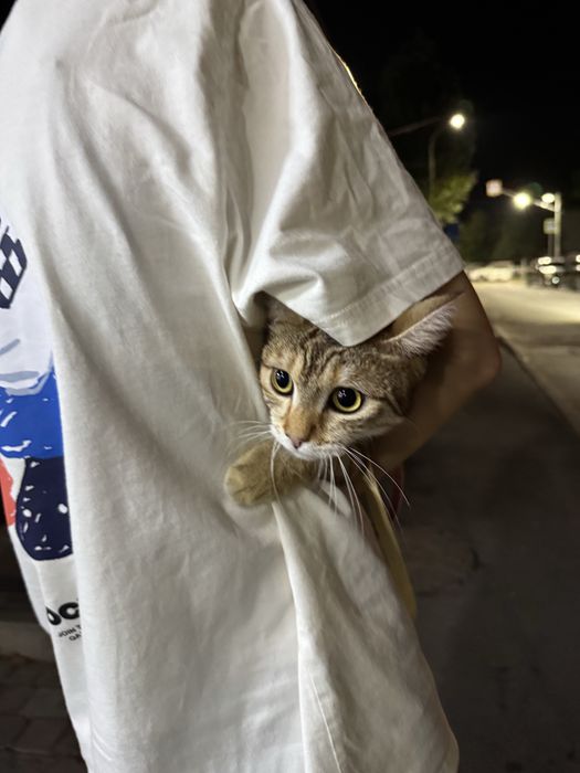 Домашняя кошечка
