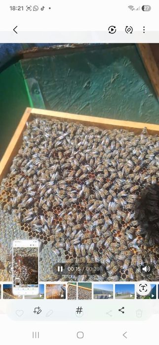 Продам пчёл рамка расплода 15 тышь