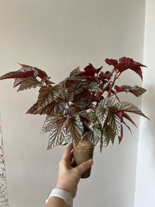 Бегония Сноу кап