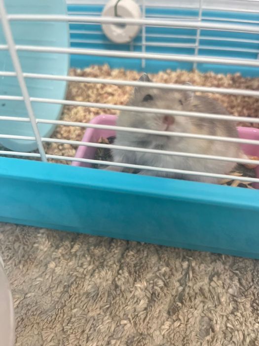 Хомяк  с домиком