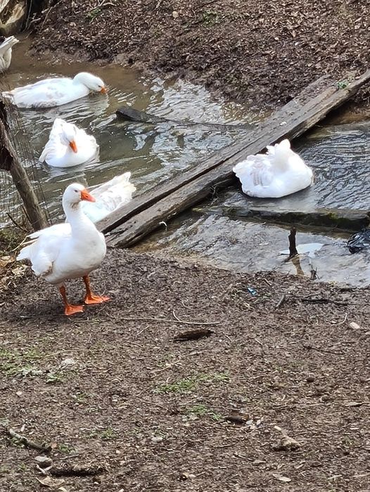 Gâște românești de vânzare