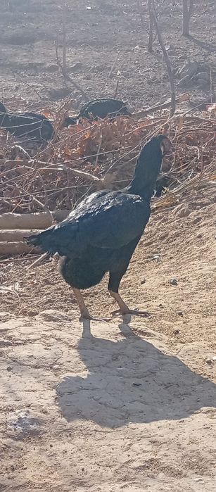 Шулар хамаси макйонламо сотилади