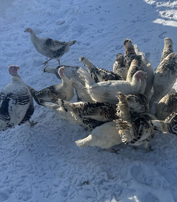 Индюки на развидение