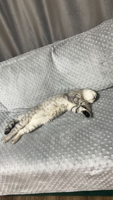 Котенок скоттиш страйт