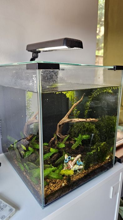 Acvariu complet nano cube ~30L (plante, decor, lumină, filtru)