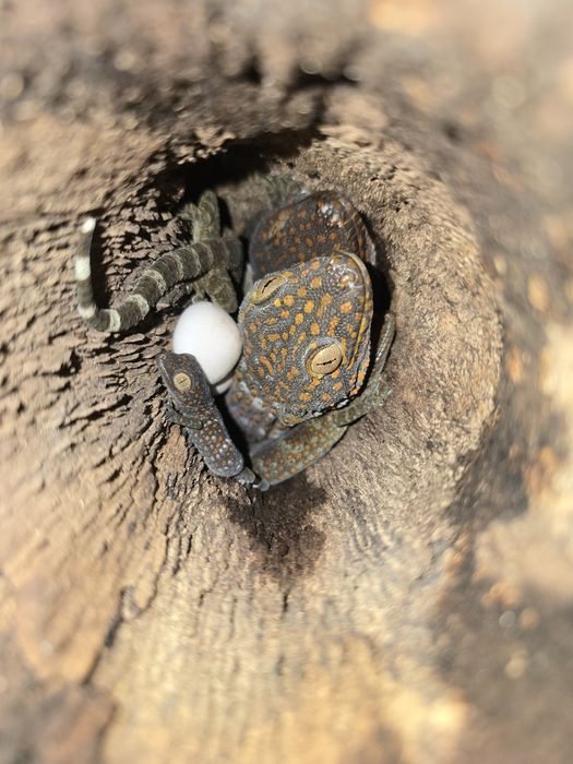 Tokay gecko/ Gekko gecko