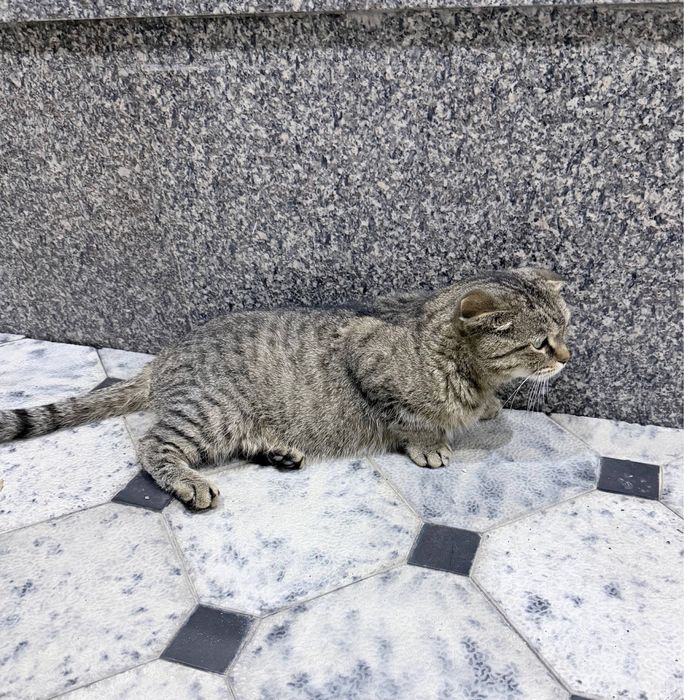 Смесь шотландской вислоухой кошки, отдадим в хорошие руки
