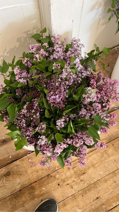 Букет сирении, и оптом все сорта есть