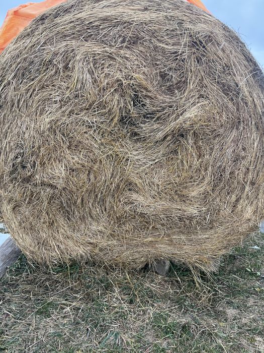 Baloti productie proprie 2025