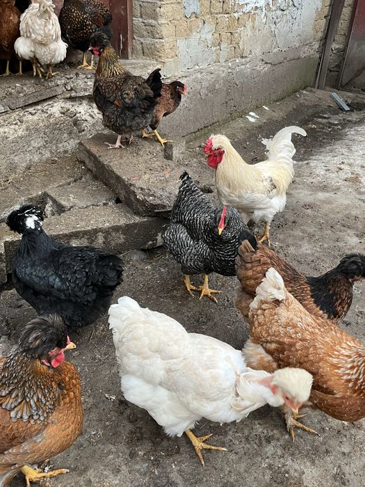 Oua incubat gaini moțate