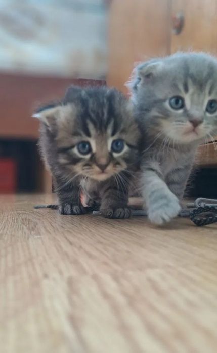 Веслоухие котята, все девочки