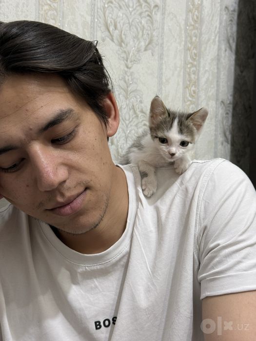 Котята бесплатно