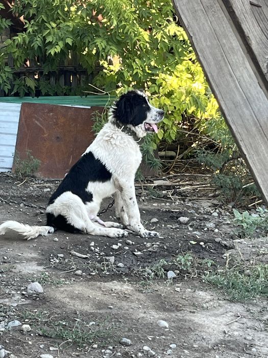 Казаки тобет сатылады