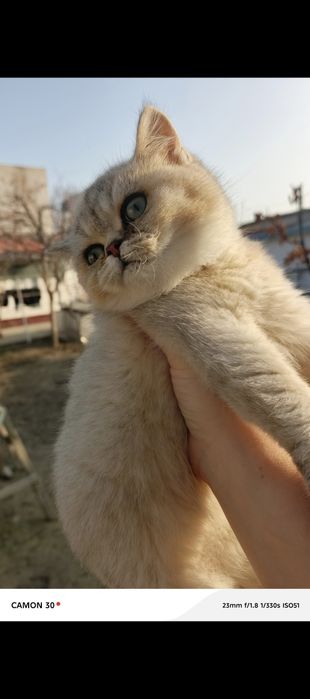 Britnskiy shinshilla