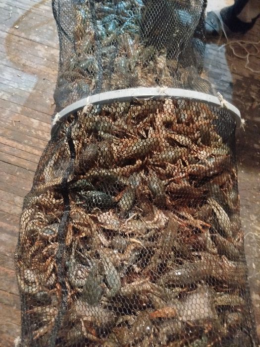 раки живые раки раки