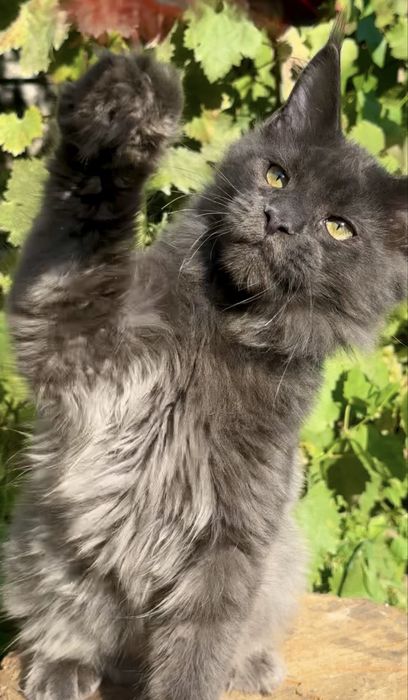 Мейн-Кун котенок мальчик