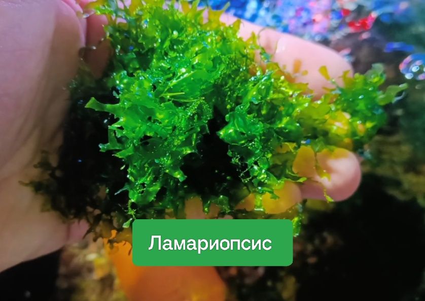 Аквариумные растения