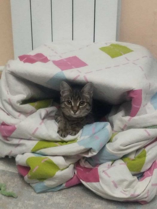 Отдам кошку девочку