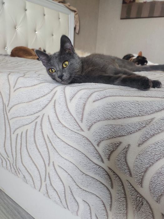 Кошечка Смоки ждёт лучше ручки