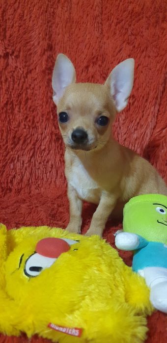 Щенок чихуахуа мальчик