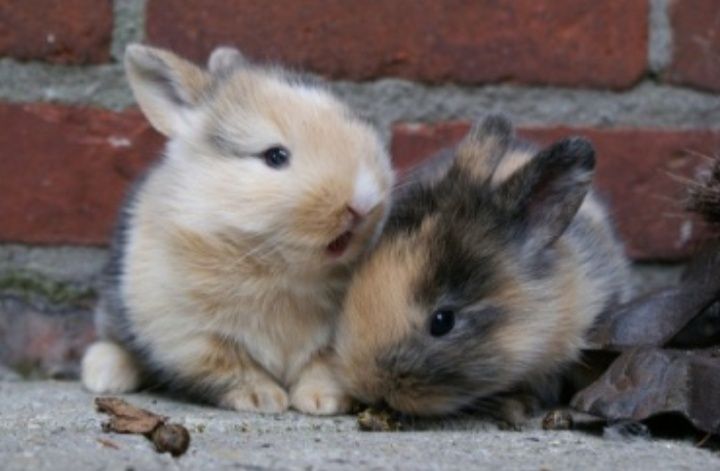 Iepuri cap de leu de vânzare!