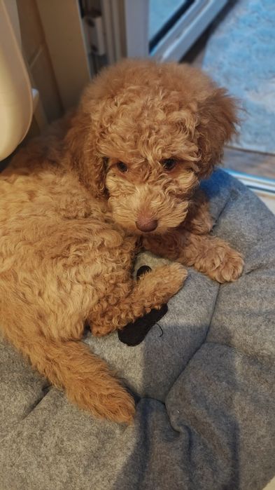 Мини той пуделче момче