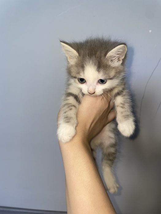 Продам метисов братанских котят
