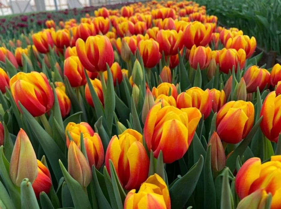 Тюльпаны к 8 марту