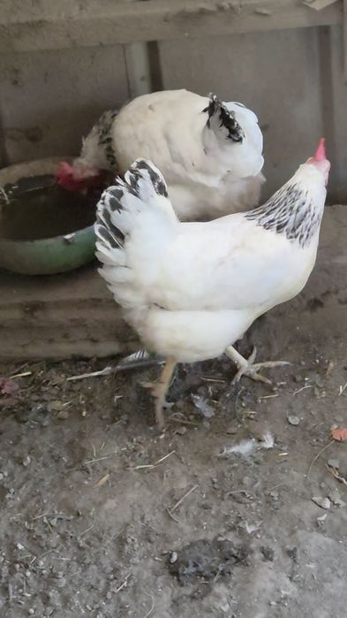 Куры. Адлерская несушка. Продам